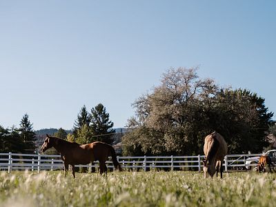 Horses on Property